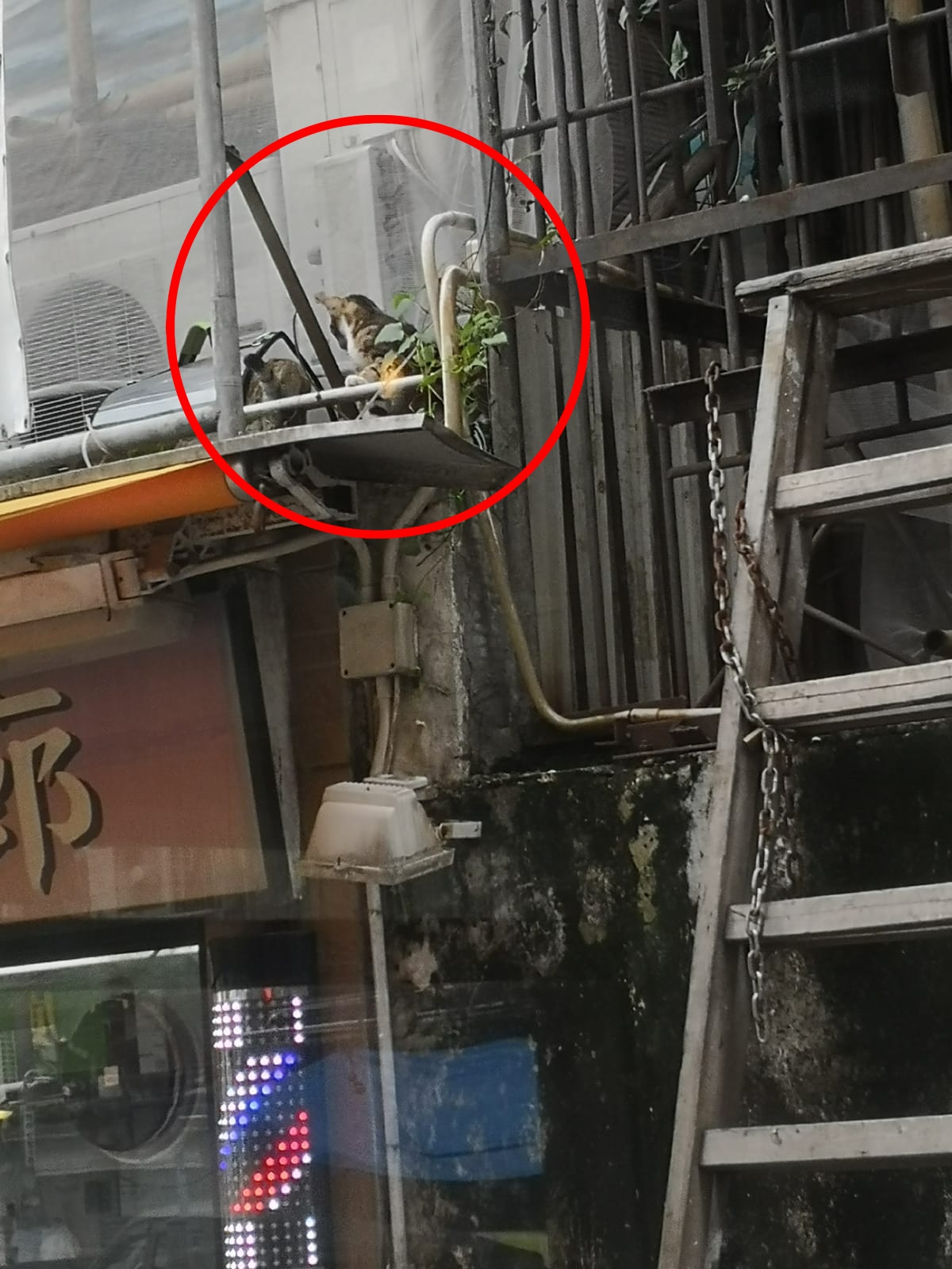 自5月起,義工不時到店舖餵貓,看到貓貓爬出來,就拍下照片。(區小姐提供) 自5月起,義工不時到店舖餵貓,看到貓貓爬出來,就拍下照片。(區小姐提供)