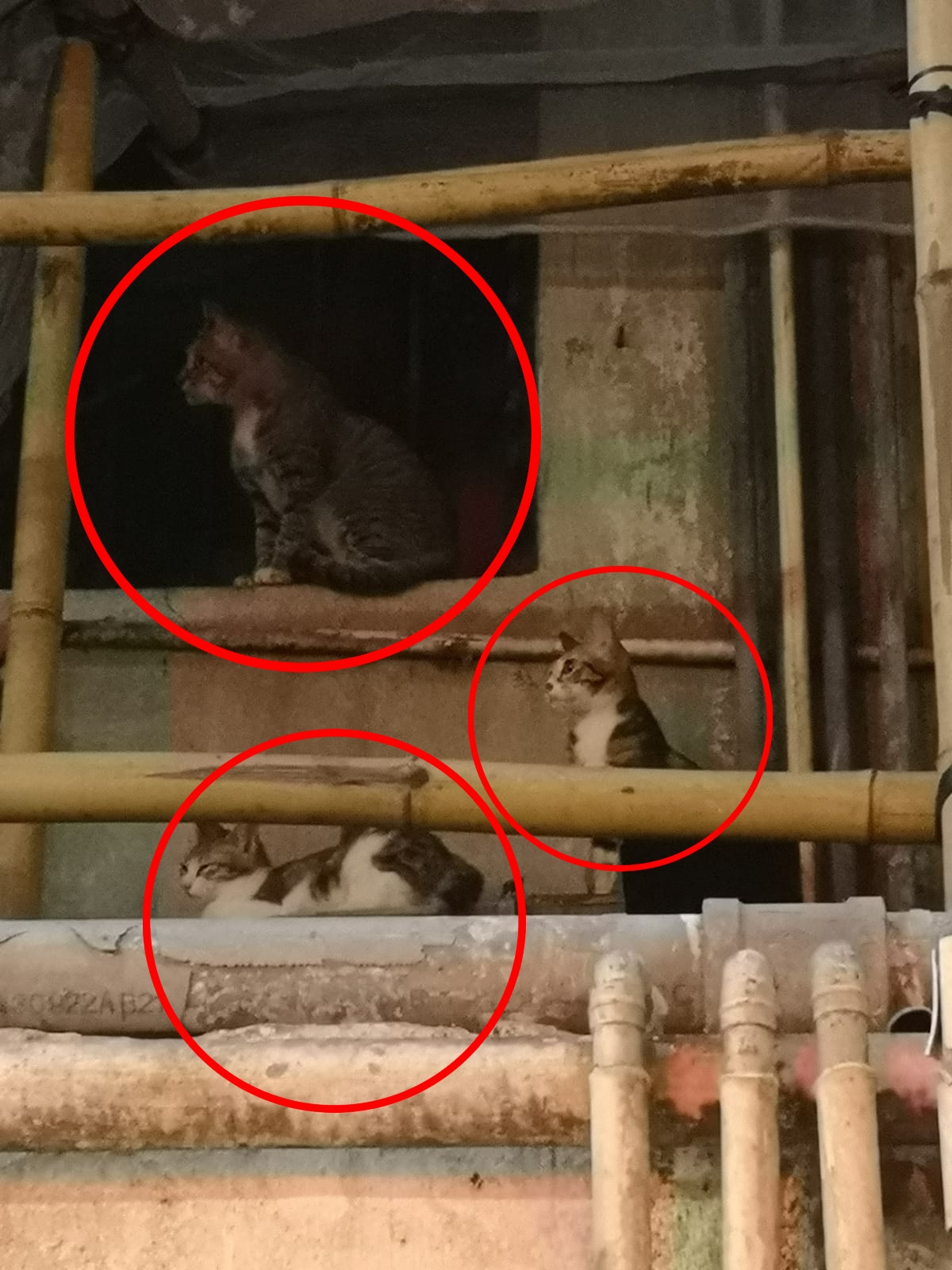 貓貓每天在惡劣環境生活,健康受到影響。(區小姐提供) 貓貓每天在惡劣環境生活,健康受到影響。(區小姐提供)