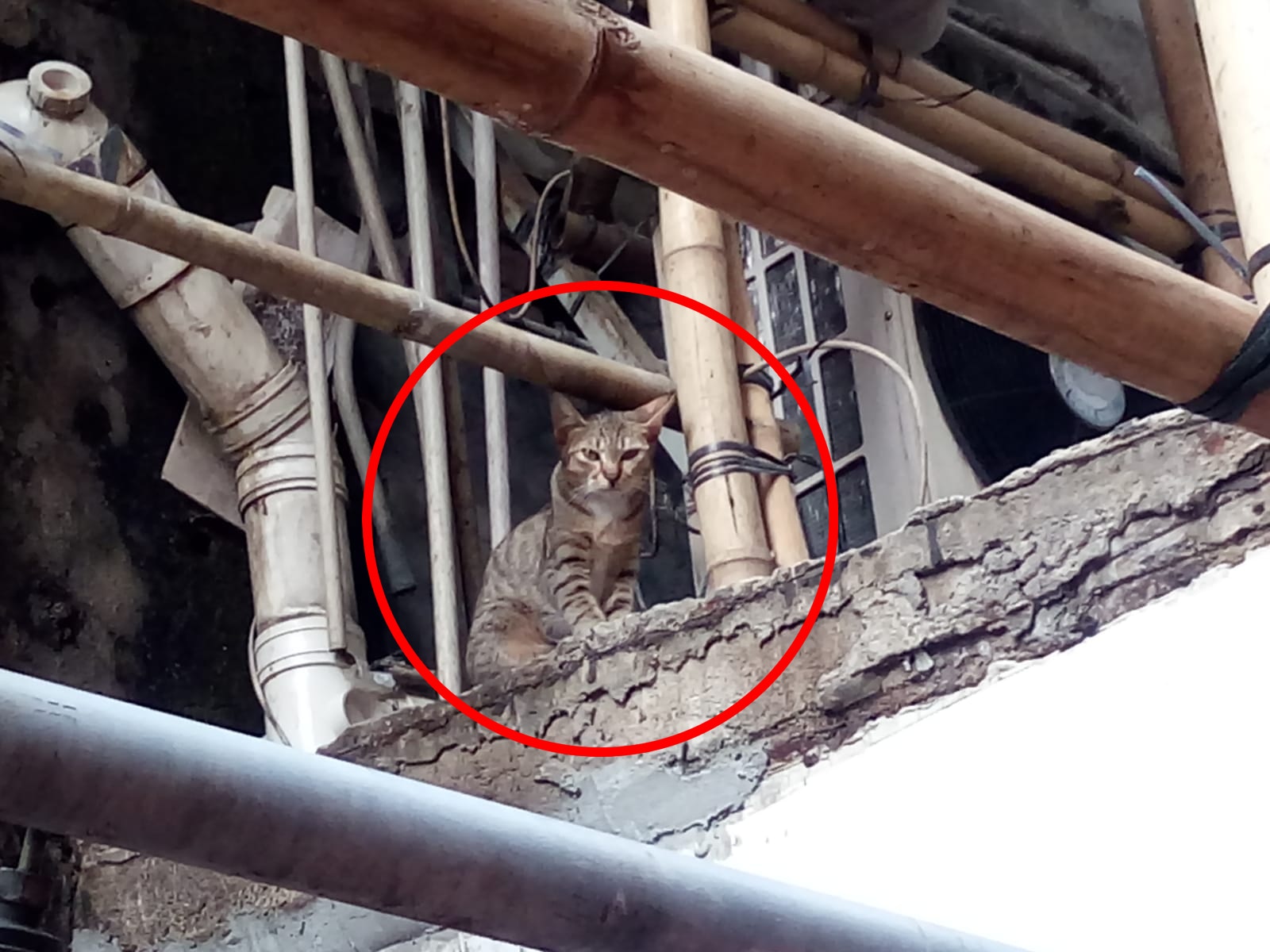 部分貓貓已經懷孕,所以店内貓的數目越來越多。(區小姐提供) 部分貓貓已經懷孕,所以店内貓的數目越來越多。(區小姐提供)