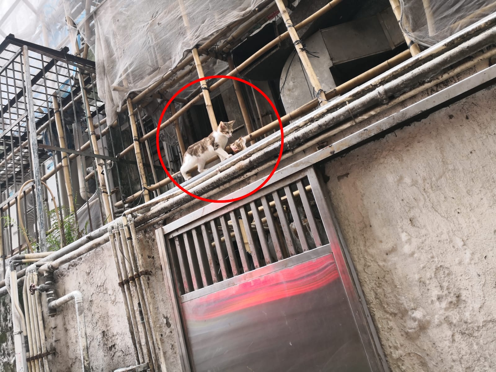 雖然大閘被鎖,貓貓被困,但幸好牠們可以從簷篷位置逃出,吃到義工帶來的罐頭,才不致餓死。(區小姐提供) 雖然大閘被鎖,貓貓被困,但幸好牠們可以從簷篷位置逃出,吃到義工帶來的罐頭,才不致餓死。(區小姐提供)