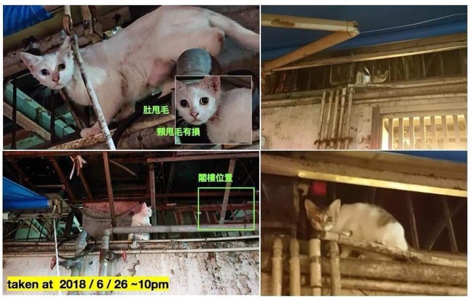 貓義工發現部分貓貓已經出現脫毛和有皮膚病的情況,店内衛生情況惡劣。(區小姐提供) 貓義工發現部分貓貓已經出現脫毛和有皮膚病的情況,店内衛生情況惡劣。(區小姐提供)