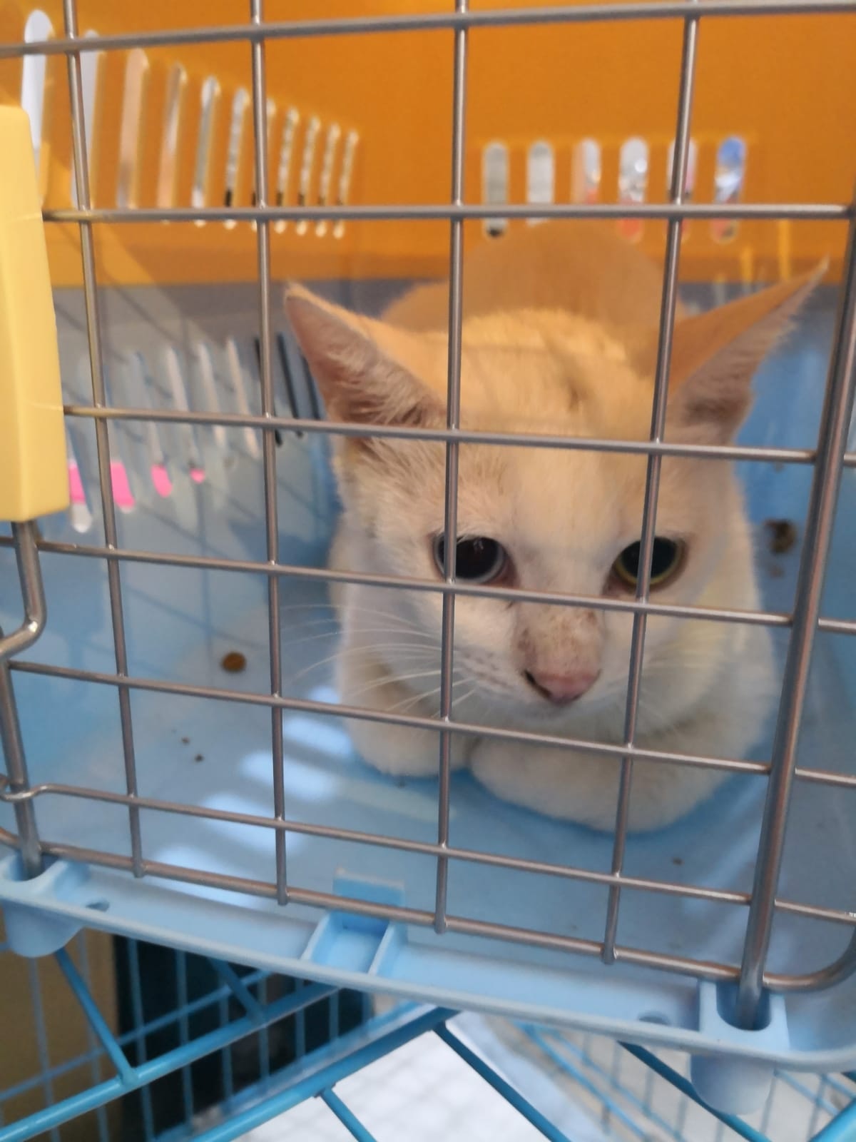 義工一直未能親近白白,但前幾天,有一位路過的女孩撿到牠,並把牠救走,令區小姐萌生尋求幫忙的念頭,希望有緣人可以救走其他義工接觸不到的小貓。(區小姐提供) 義工一直未能親近白白,但前幾天,有一位路過的女孩撿到牠,並把牠救走,令區小姐萌生尋求幫忙的念頭,希望有緣人可以救走其他義工接觸不到的小貓。(區小姐提供)