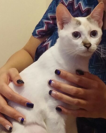 唐貓呵力在新屋房間消失。(Facebook圖片Esther Ning) 唐貓呵力在新屋房間消失。(Facebook圖片Esther Ning)