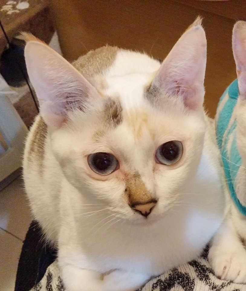 呵力是一隻身上有黑啡斑的白色唐貓。(Facebook圖片Esther Ning) 呵力是一隻身上有黑啡斑的白色唐貓。(Facebook圖片Esther Ning)