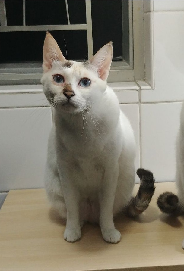 呵力的眼睛因不適而需要服藥治療。(相片由受訪者提供) 呵力的眼睛因不適而需要服藥治療。(相片由受訪者提供)