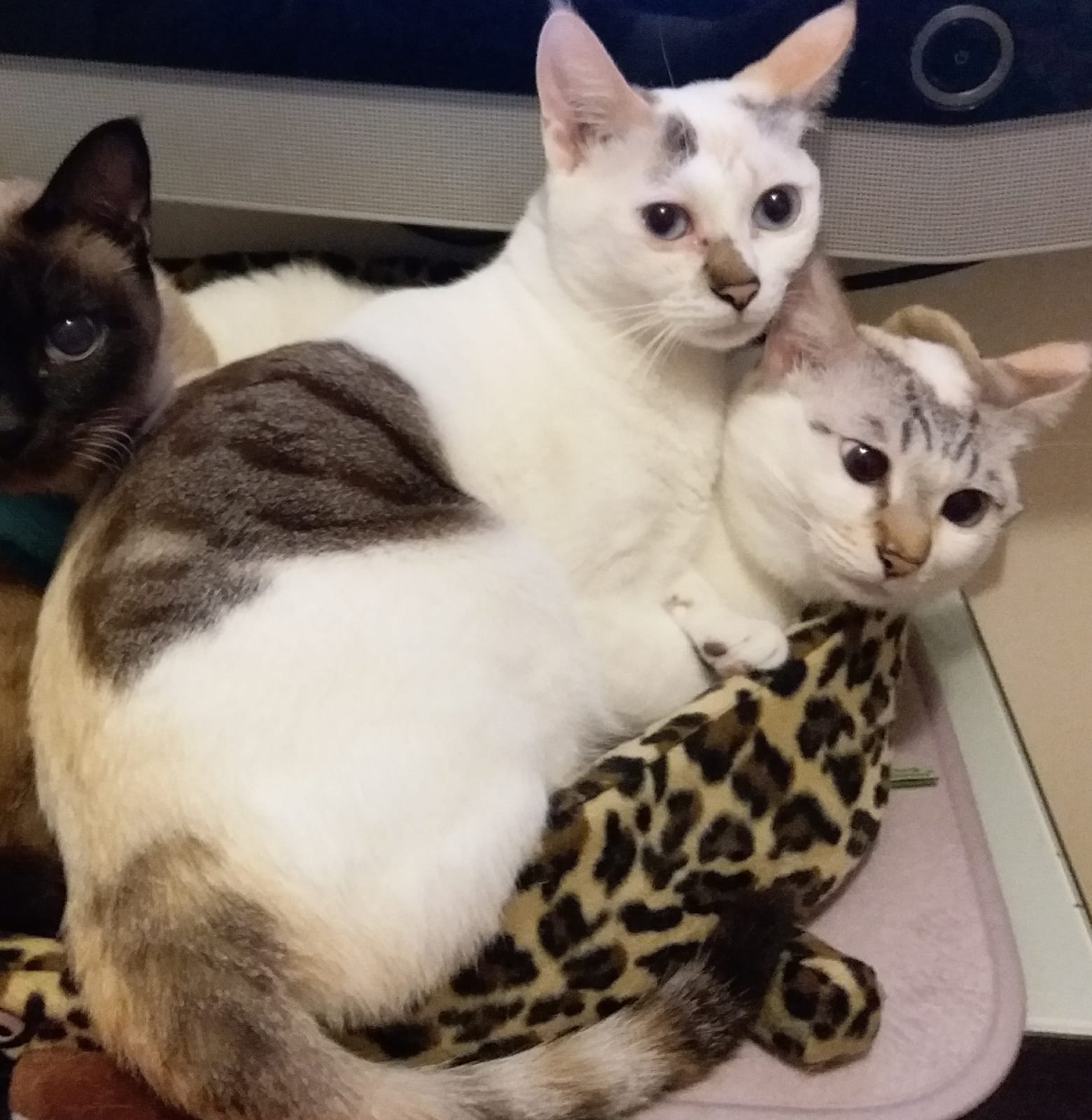 呵力(左)與同胎姐姐(右)。(相片由受訪者提供) 呵力(左)與同胎姐姐(右)。(相片由受訪者提供)