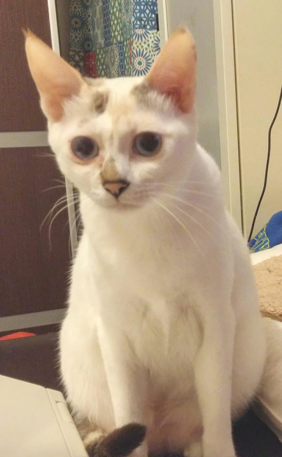 雖然呵力不特別怕人,不過亦不會主動靠近,如果遇到陌生人,有機會會躲開。(相片由受訪者提供) 雖然呵力不特別怕人,不過亦不會主動靠近,如果遇到陌生人,有機會會躲開。(相片由受訪者提供)