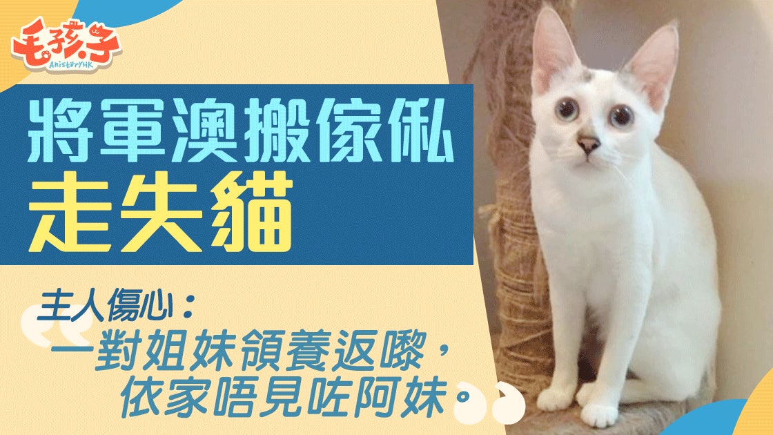 將軍澳貓主人新屋搬傢俬走失愛貓 「初時以為佢匿咗入衣櫃」 將軍澳貓主人新屋搬傢俬走失愛貓 「初時以為佢匿咗入衣櫃」