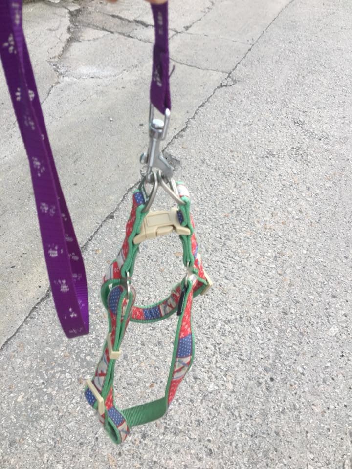 井井遇見倉狗,情急之下退後,導致拖繩鬆脫。(相片由受訪者提供) 井井遇見倉狗,情急之下退後,導致拖繩鬆脫。(相片由受訪者提供)