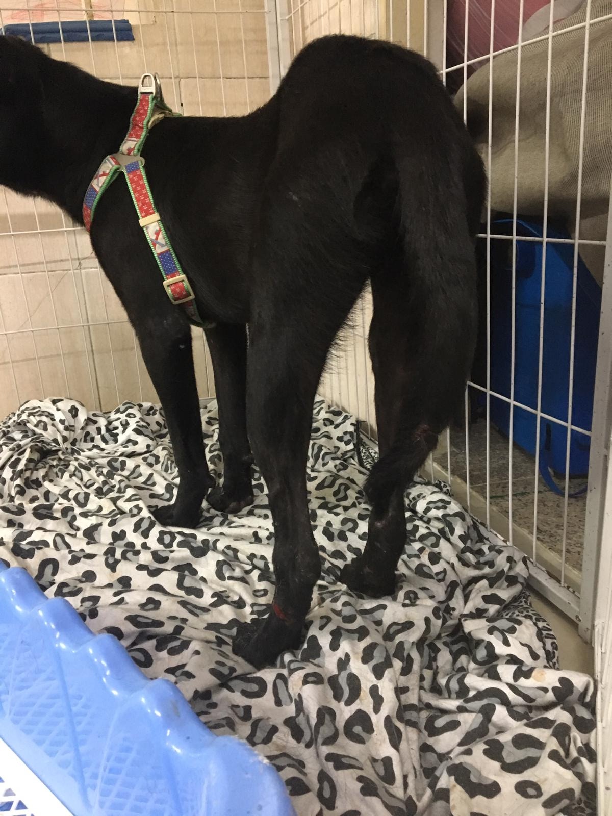 井井屬於細身的唐狗。(相片由受訪者提供) 井井屬於細身的唐狗。(相片由受訪者提供)