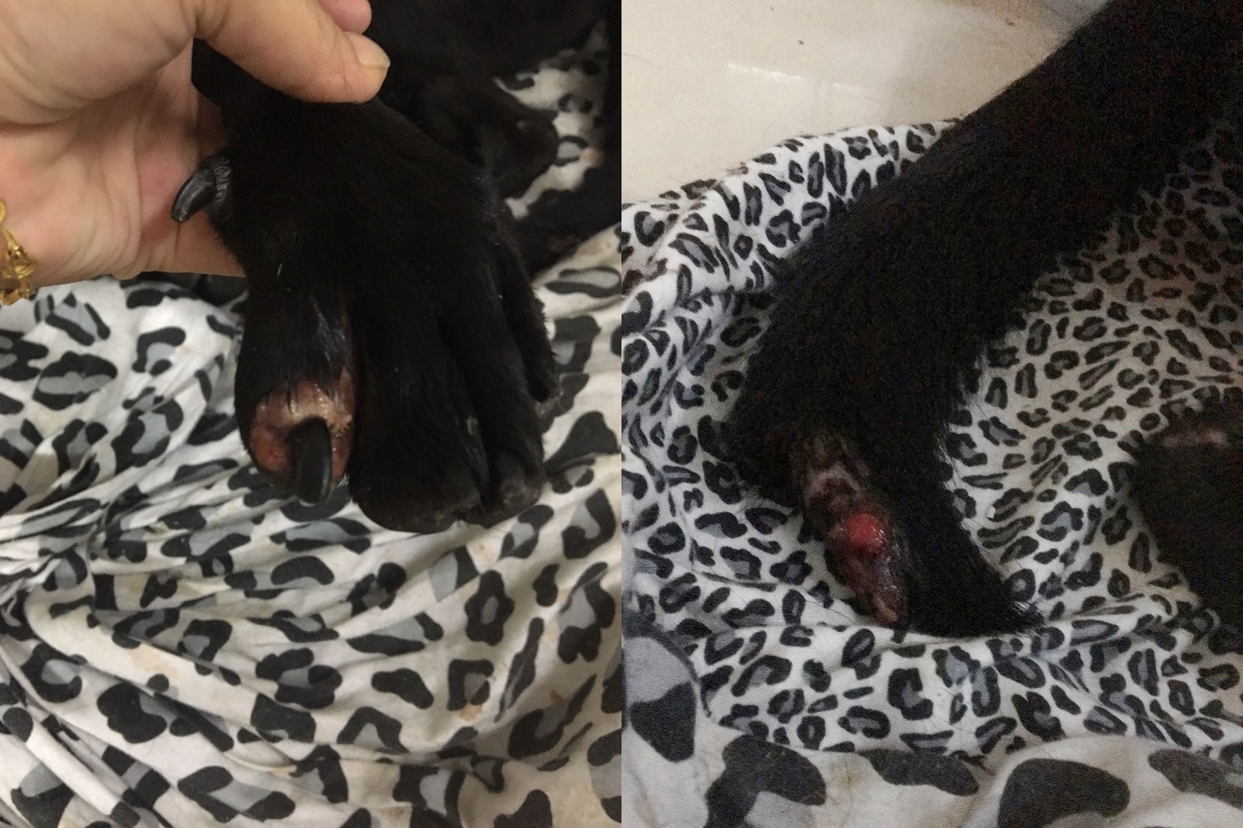 井井前趾及尾巴有傷。(相片由受訪者提供) 井井前趾及尾巴有傷。(相片由受訪者提供)