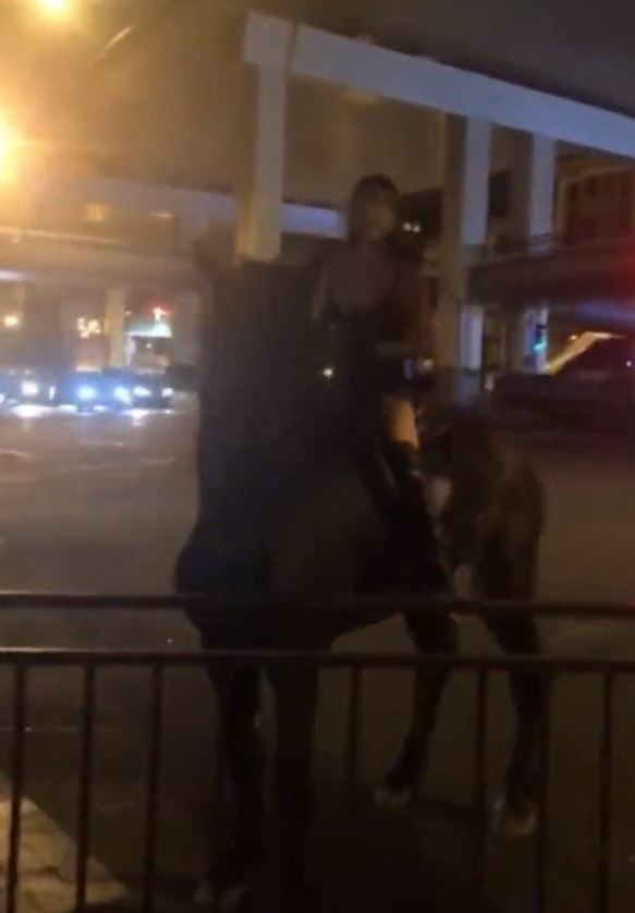 奇人奇事 背心索女深夜騎馬穿行上海鬧市網民 寶馬配美人 香港01 大國小事