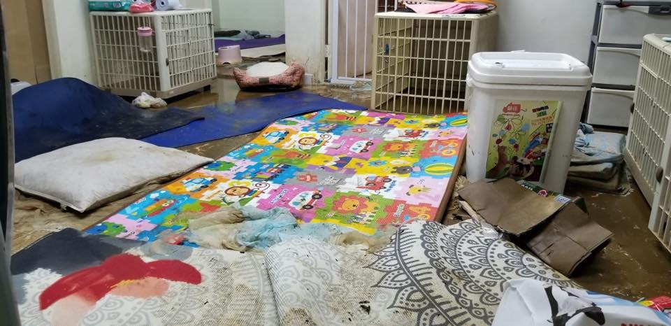 「阿棍屋」早前因暴雨而淹水,收容所內一片狼藉。(Facebook:阿棍屋) 「阿棍屋」早前因暴雨而淹水,收容所內一片狼藉。(Facebook:阿棍屋)