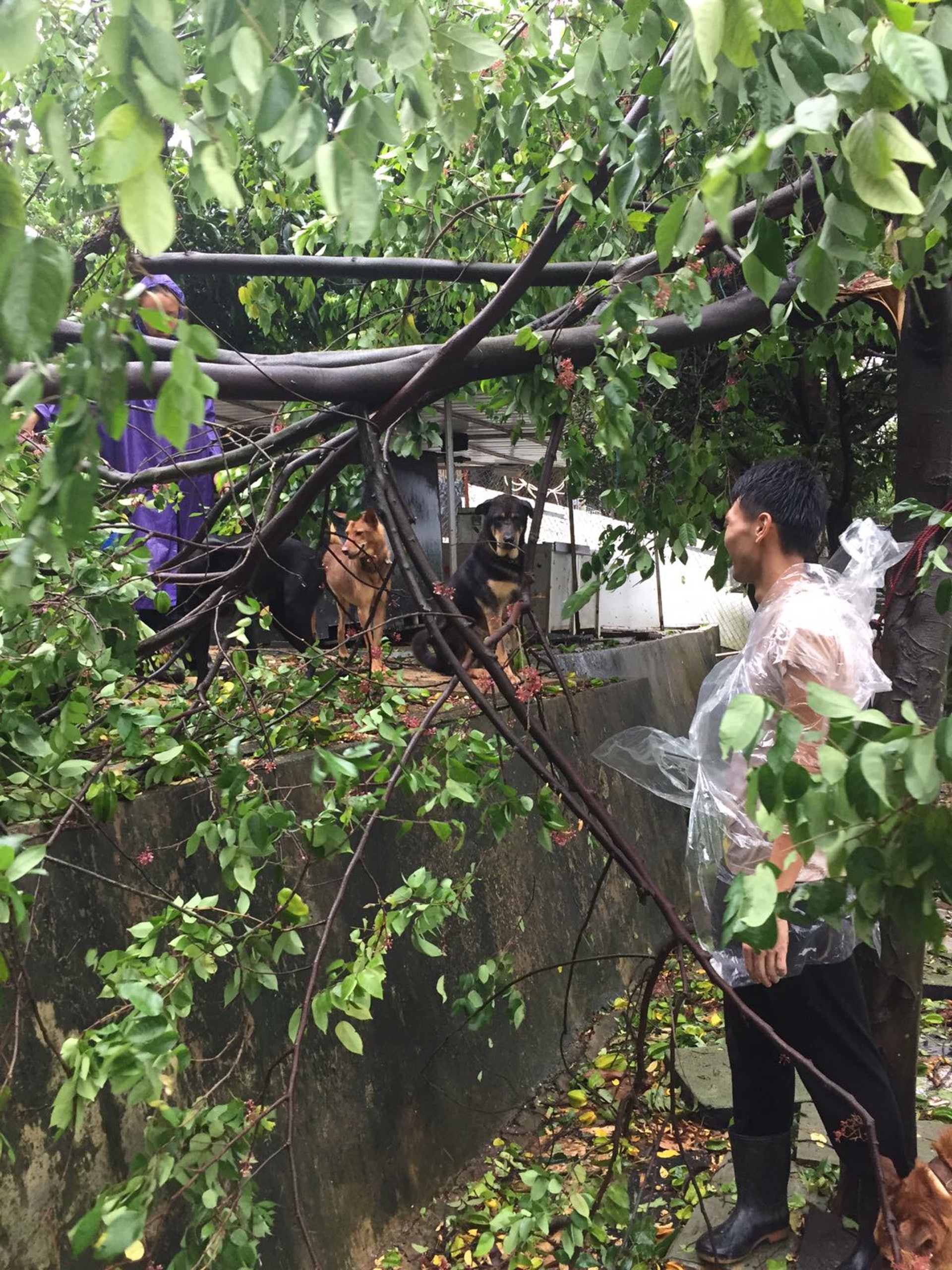 去年「救狗之家」收容所在颱風過後的情況。(「救狗之家」提供) 去年「救狗之家」收容所在颱風過後的情況。(「救狗之家」提供)