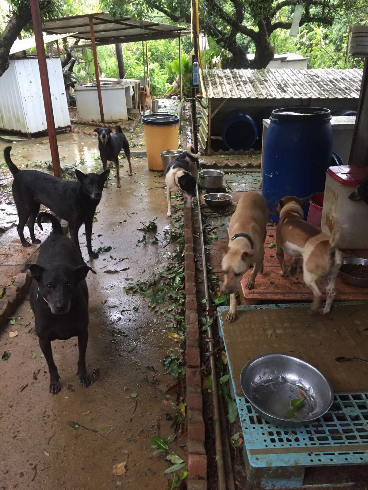 颱風可為狗狗們帶來嚴重威脅。(「救狗之家」提供) 颱風可為狗狗們帶來嚴重威脅。(「救狗之家」提供)