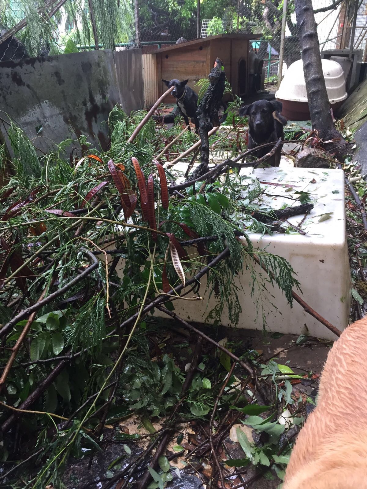 「救狗之家」呼籲熱心市民可在颱風過後,協助他們幫忙清理現場。(「救狗之家」提供) 「救狗之家」呼籲熱心市民可在颱風過後,協助他們幫忙清理現場。(「救狗之家」提供)