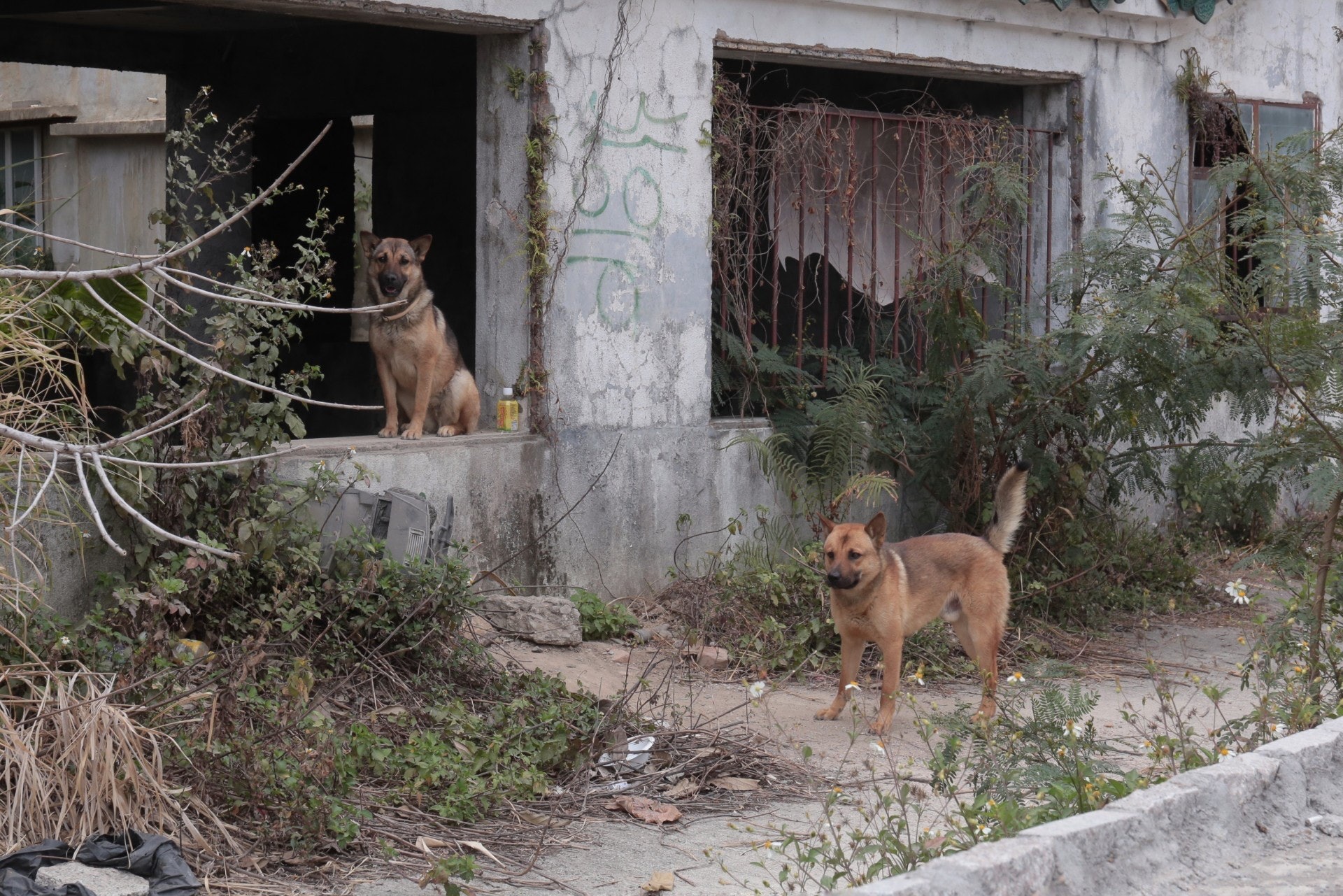 愛協稱,除保護有歸宿的毛孩,市民亦應發揮愛心,容許流浪動物暫避。(資料圖片) 愛協稱,除保護有歸宿的毛孩,市民亦應發揮愛心,容許流浪動物暫避。(資料圖片)