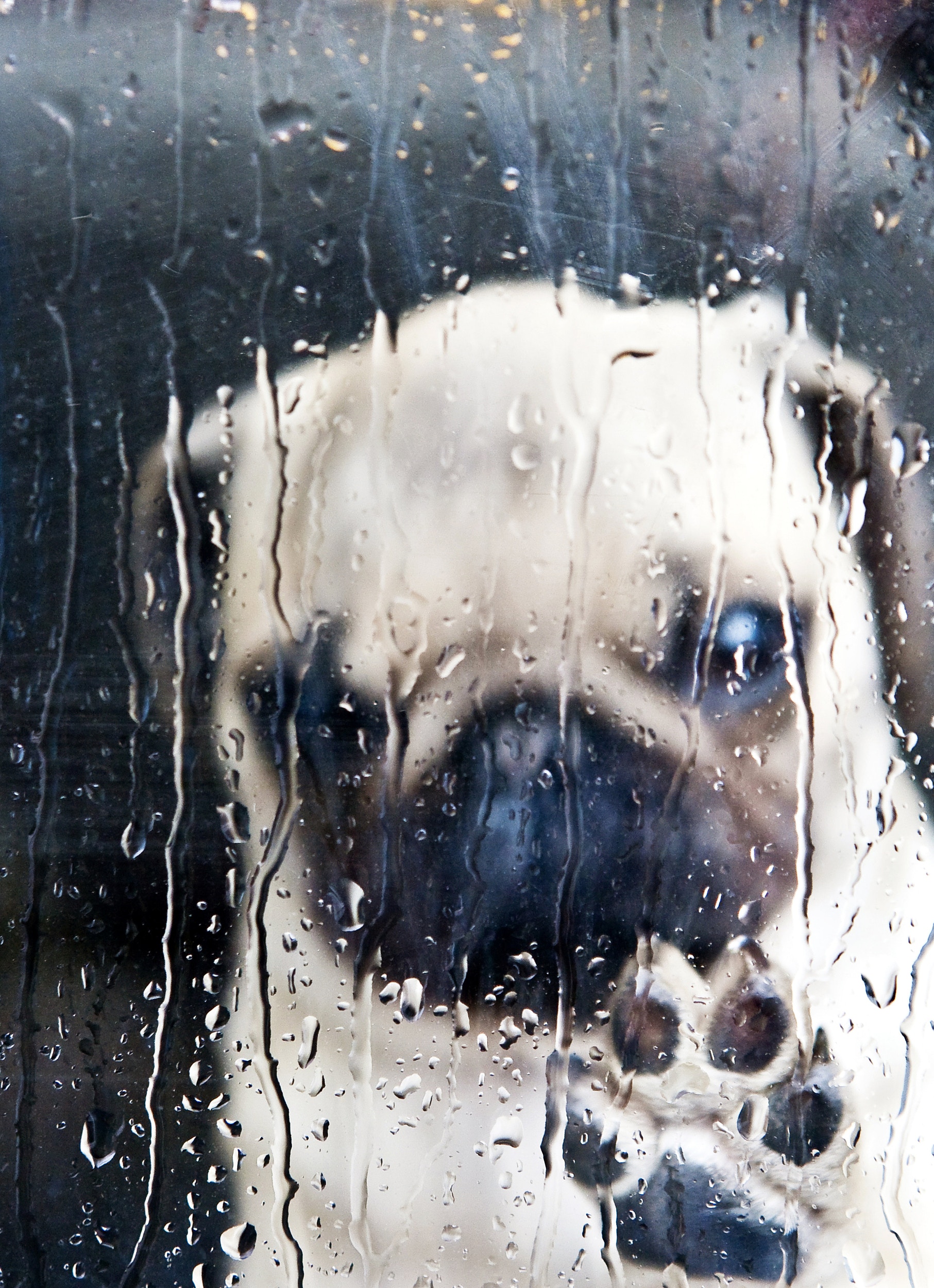 任何寵物都可能因颱風受驚,因此寵主們應早作準備。(VCG) 任何寵物都可能因颱風受驚,因此寵主們應早作準備。(VCG)