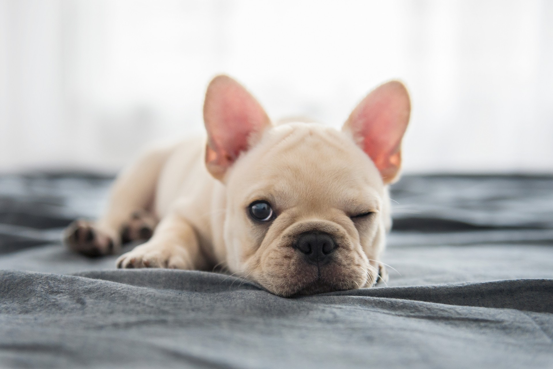 寵主應盡快將寵物移到安全的室內地方。(VCG) 寵主應盡快將寵物移到安全的室內地方。(VCG)