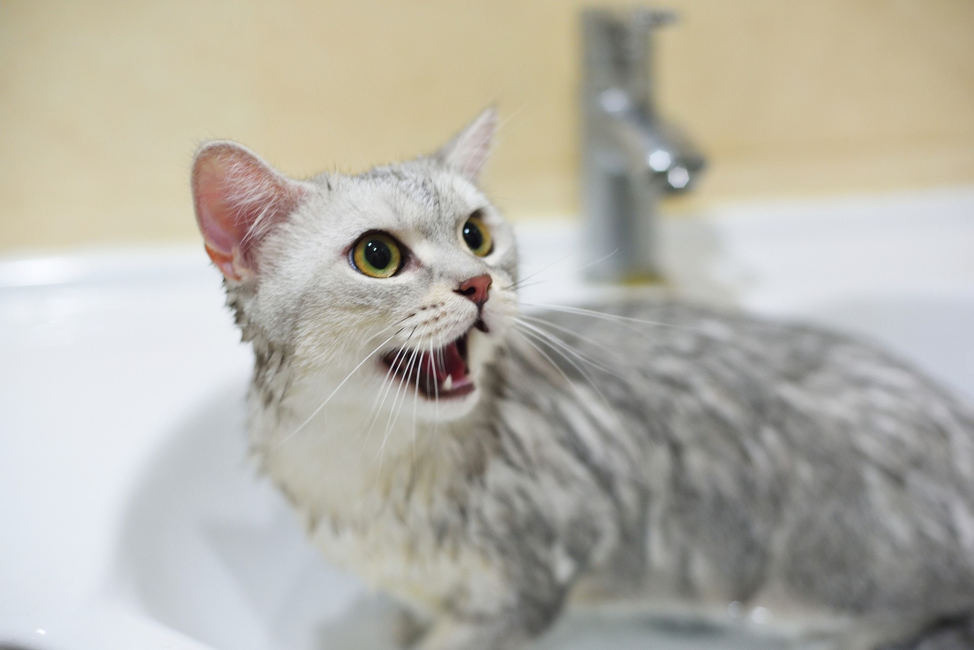 主人可表現得若無其事以分散寵物的注意力,或是拿出牠最愛的零食或玩具等。(VCG) 主人可表現得若無其事以分散寵物的注意力,或是拿出牠最愛的零食或玩具等。(VCG)