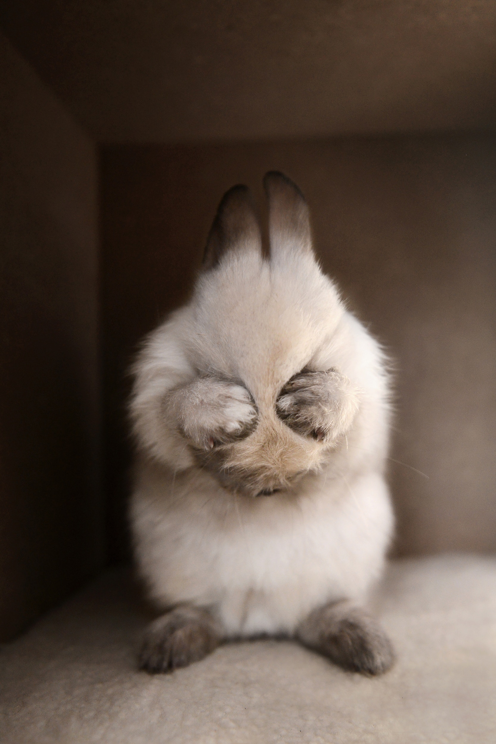 如寵物表現出驚惶的樣子,主人不應責罵或懲罰牠們。(VCG) 如寵物表現出驚惶的樣子,主人不應責罵或懲罰牠們。(VCG)