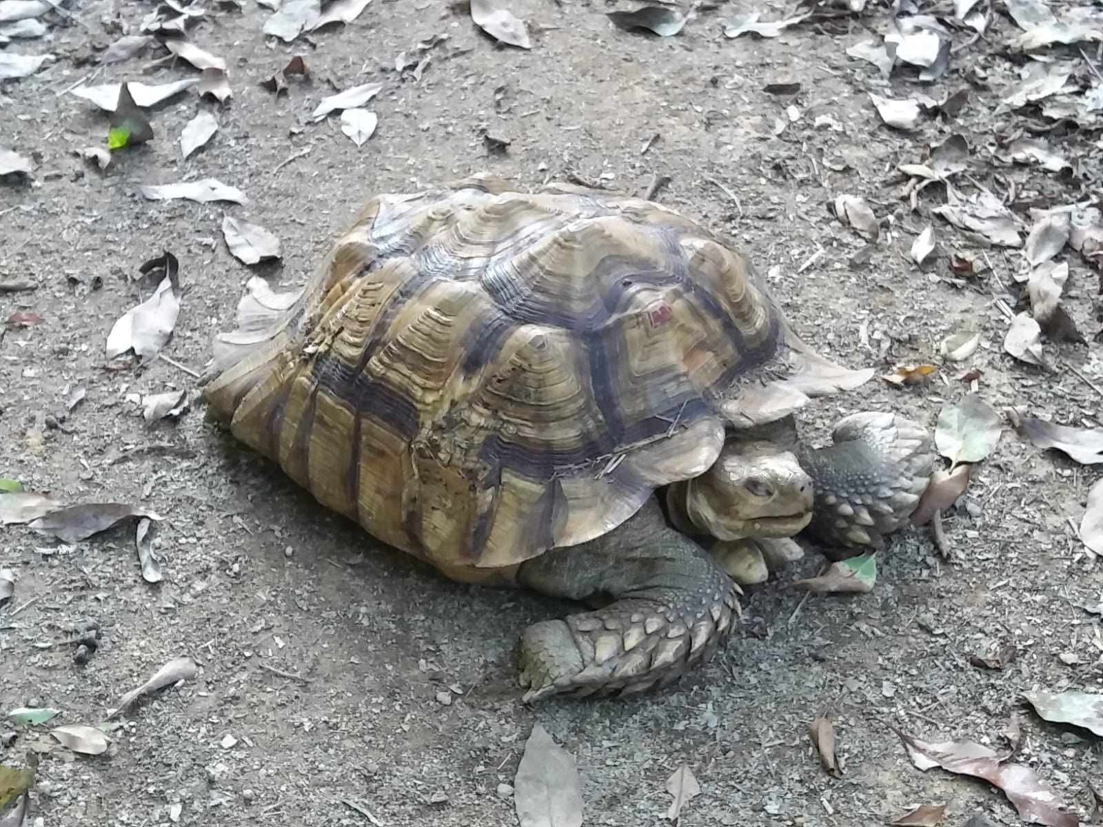 行山人士在大埔沙螺洞藿薮山叢發現一隻陸龜(Facebook圖片Agnes Au) 行山人士在大埔沙螺洞藿薮山叢發現一隻陸龜(Facebook圖片Agnes Au)