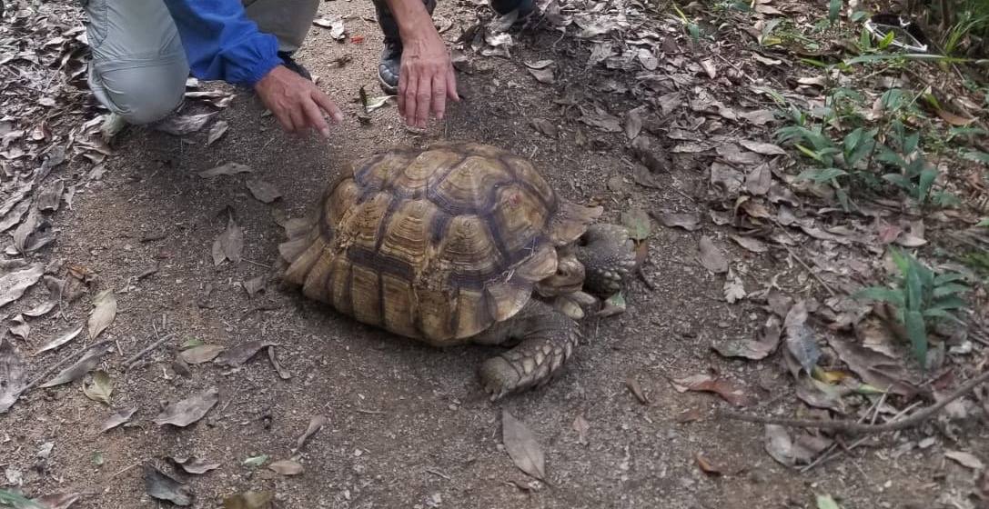 陸龜體型較大,懷疑是主人走失。(Facebook圖片Agnes Au) 陸龜體型較大,懷疑是主人走失。(Facebook圖片Agnes Au)