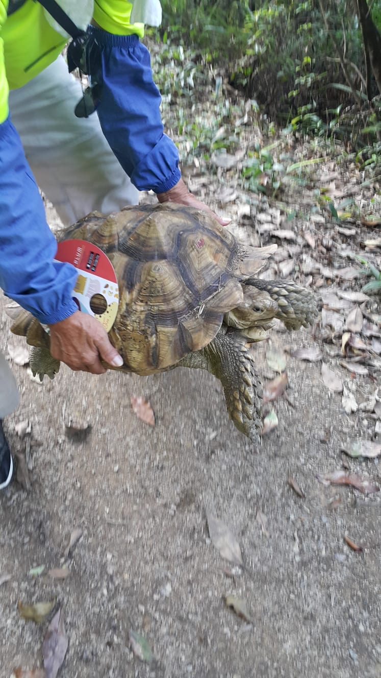 由於陸龜體型較大,行山人士難以把牠離開尋找協助。(Facebook圖片Agnes Au) 由於陸龜體型較大,行山人士難以把牠離開尋找協助。(Facebook圖片Agnes Au)