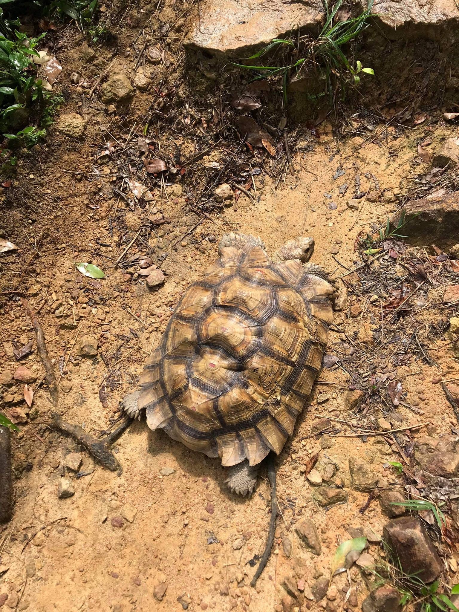 幸得網民幫助,陸龜最終能回到原主人身邊。(Facebook圖片Agnes Au) 幸得網民幫助,陸龜最終能回到原主人身邊。(Facebook圖片Agnes Au)