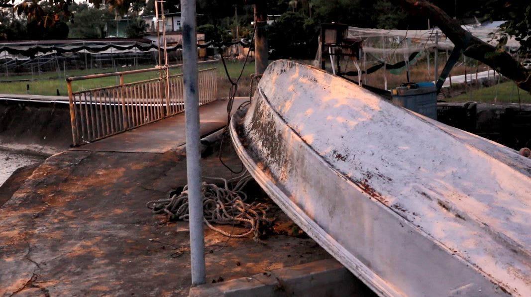 信哥在農地附近擺放了1艘舢舨,當水浸嚴重時,會坐上舢舨逃亡。(王海圖攝) 信哥在農地附近擺放了1艘舢舨,當水浸嚴重時,會坐上舢舨逃亡。(王海圖攝)