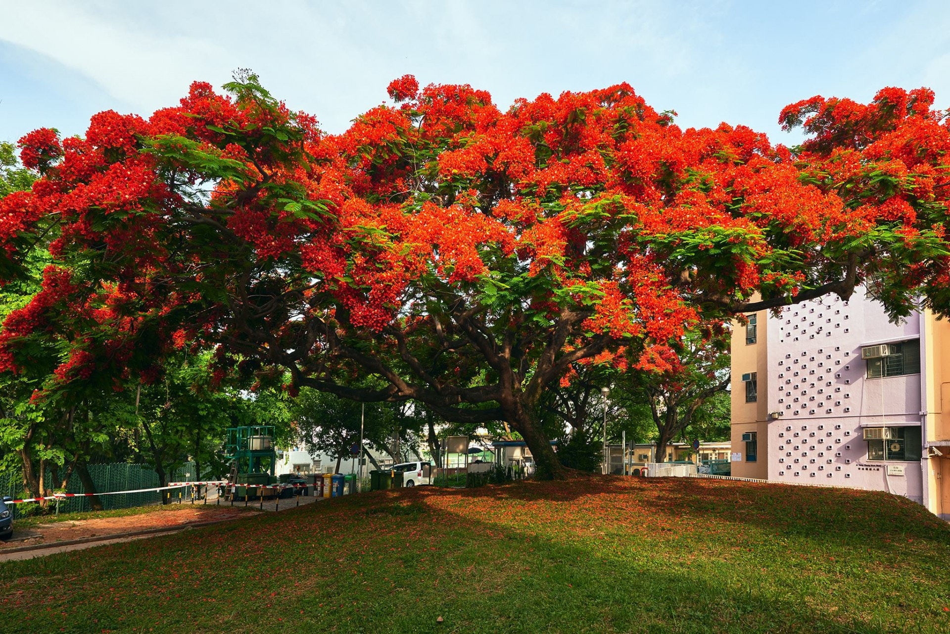颱風山竹 青山政府宿舍60年鳳凰木被斬管理公司 根爛憂危險