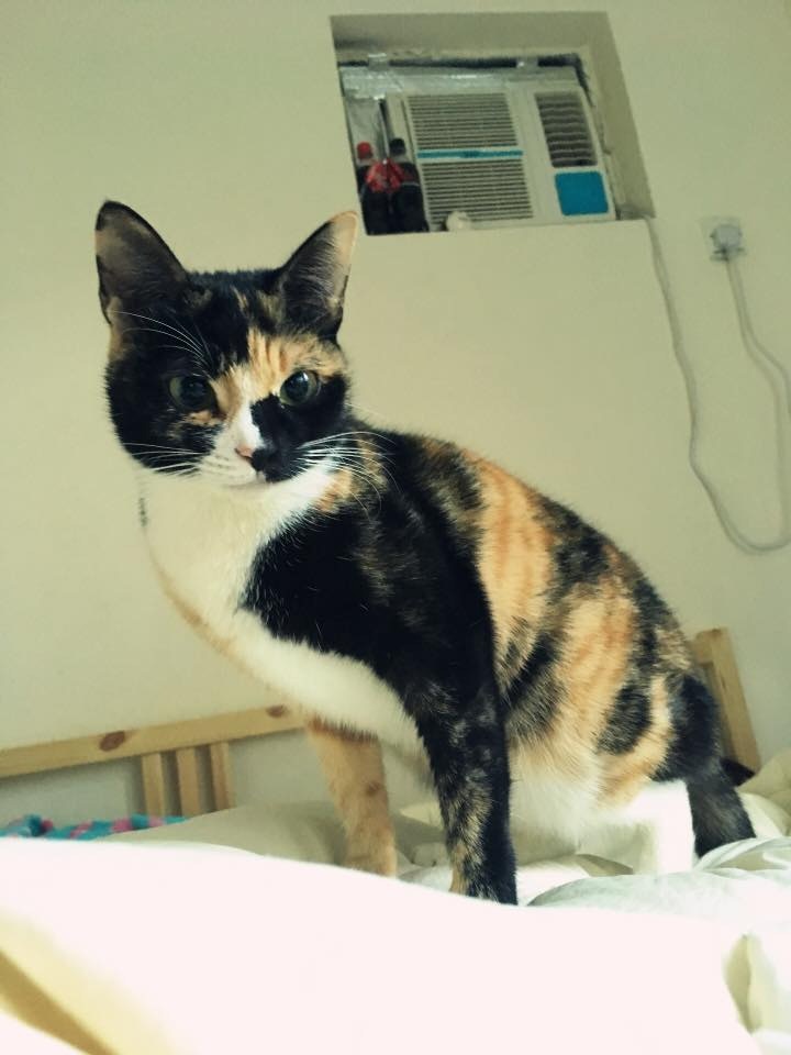 Cecilia指,貓咪精靈是一隻驚青貓,從不夠膽出門,但「尋日佢為咗我,用了佢一生的勇氣」。(fb「天下貓貓一樣貓群組」圖片) Cecilia指,貓咪精靈是一隻驚青貓,從不夠膽出門,但「尋日佢為咗我,用了佢一生的勇氣」。(fb「天下貓貓一樣貓群組」圖片)