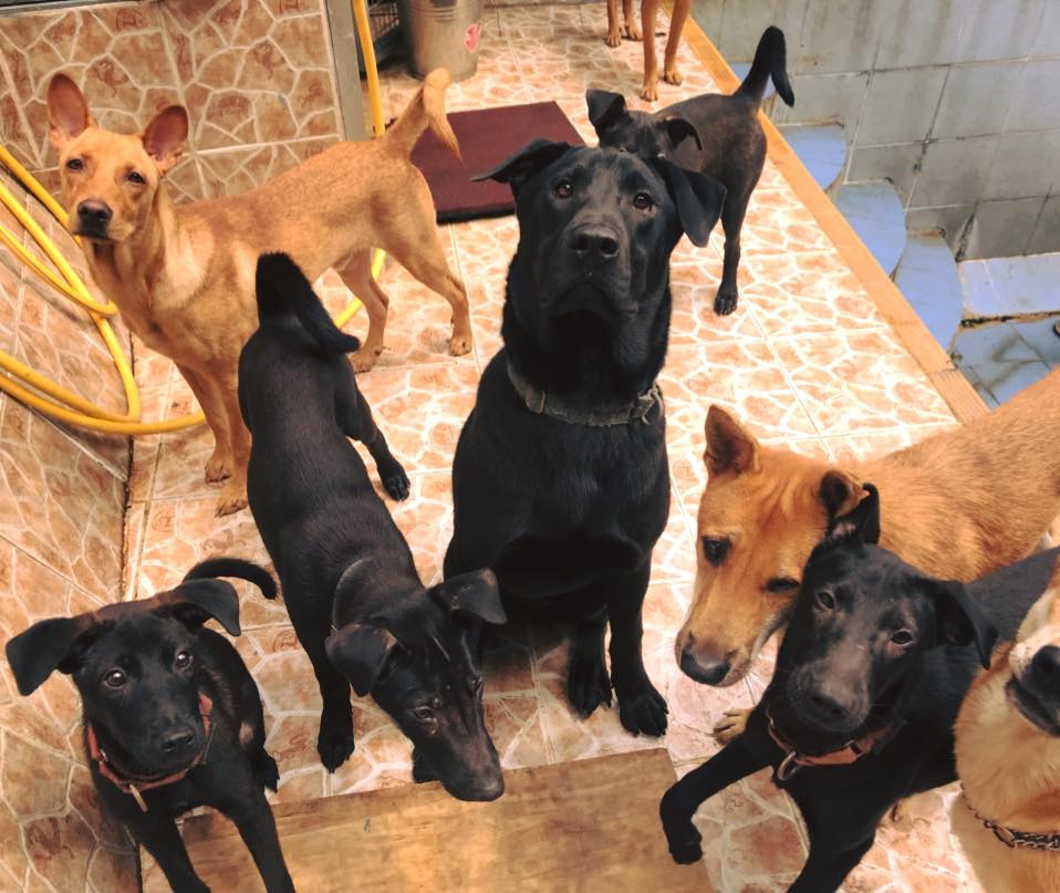 「Hong Kong Dog Rescue」(HKDR)領養中心稱,急需為場內近400隻狗尋找室內暫托。(HKDR專頁圖片) 「Hong Kong Dog Rescue」(HKDR)領養中心稱,急需為場內近400隻狗尋找室內暫托。(HKDR專頁圖片)