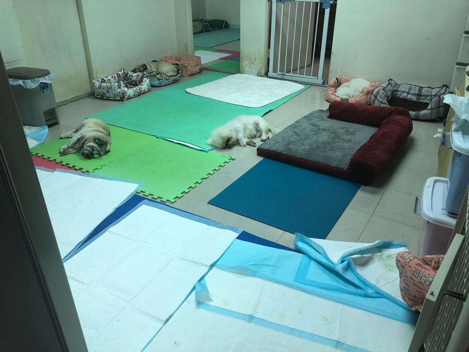 「阿棍屋」仍有不少狗隻需要照顧。(受訪者提供) 「阿棍屋」仍有不少狗隻需要照顧。(受訪者提供)