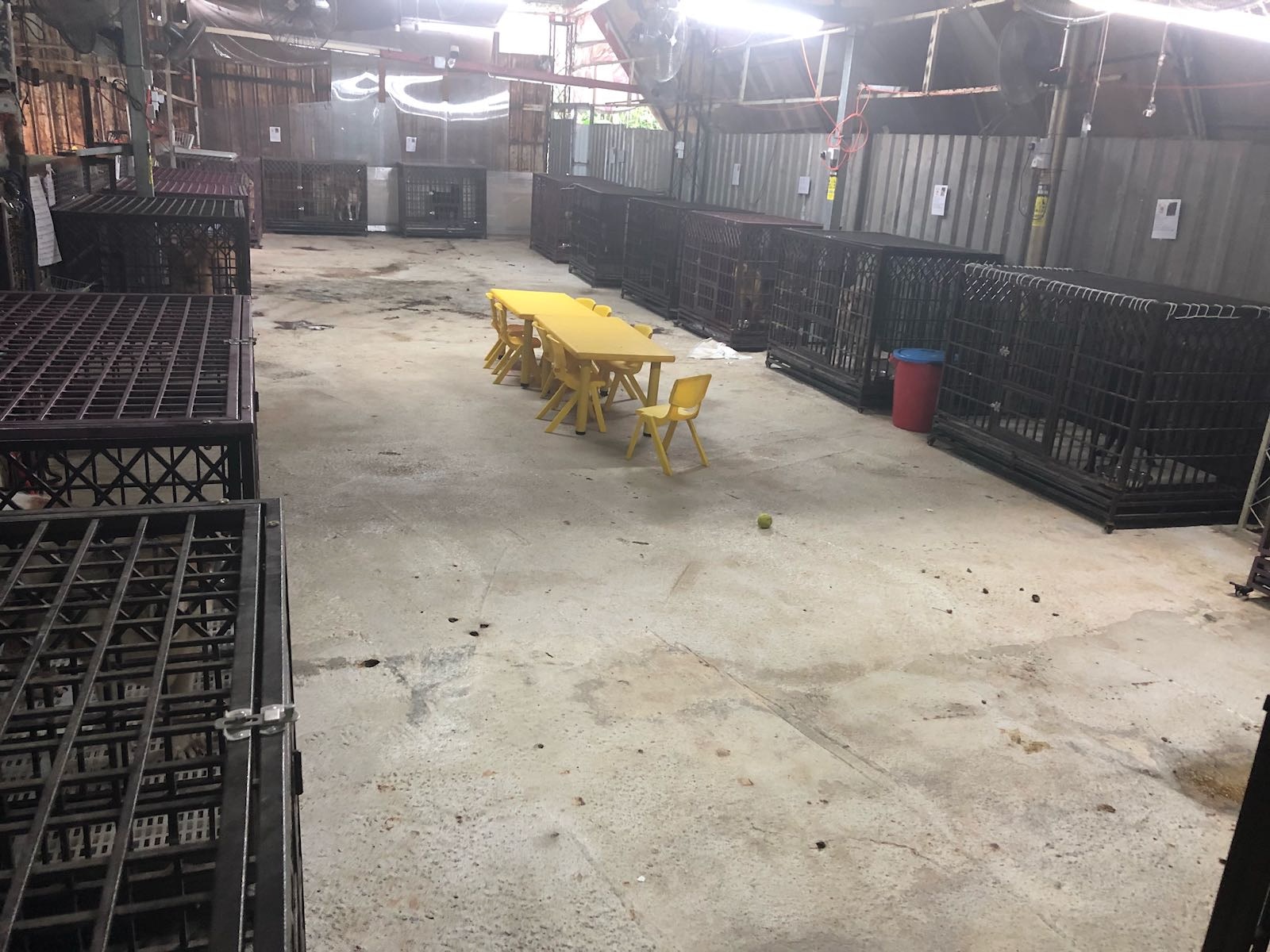 「阿棍屋」負責人謝小姐稱,已將仍狗隻搬到較高的有蓋空地。(受訪者提供) 「阿棍屋」負責人謝小姐稱,已將仍狗隻搬到較高的有蓋空地。(受訪者提供)