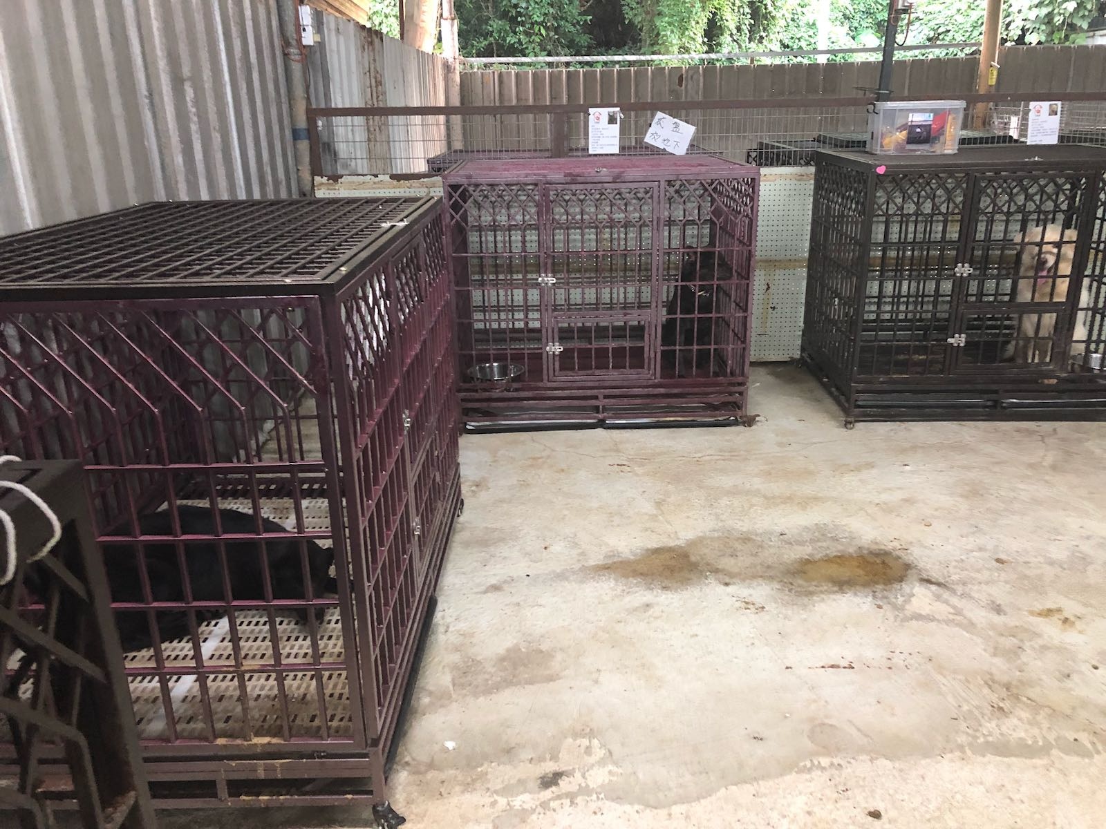 「阿棍屋」仍有10多隻因較怕生或不肯上繩的狗隻需留在中心。(受訪者提供) 「阿棍屋」仍有10多隻因較怕生或不肯上繩的狗隻需留在中心。(受訪者提供)