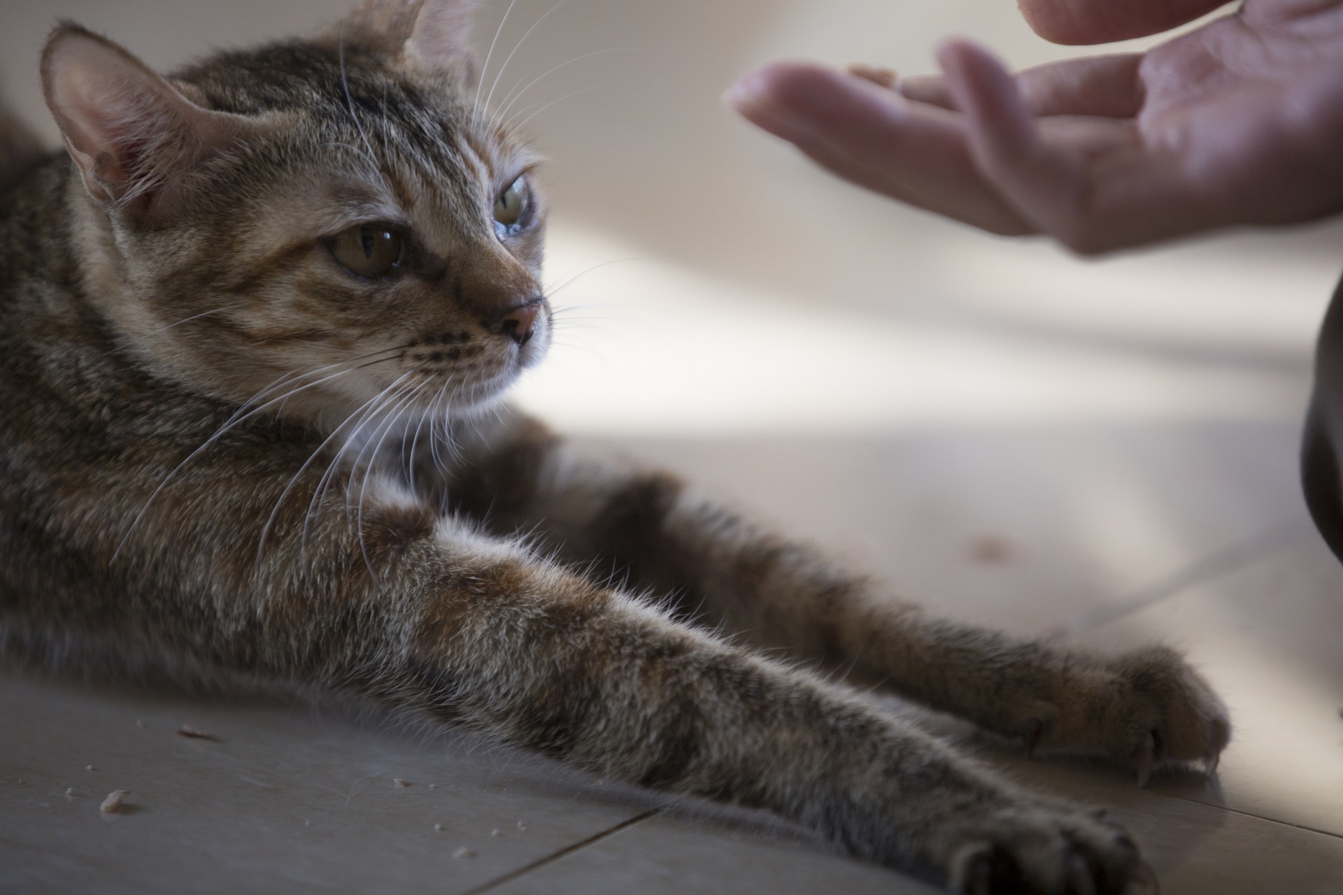 麻色貓不受歡迎 義工自創潮語引人領養非純種 港短 香港01 寵物