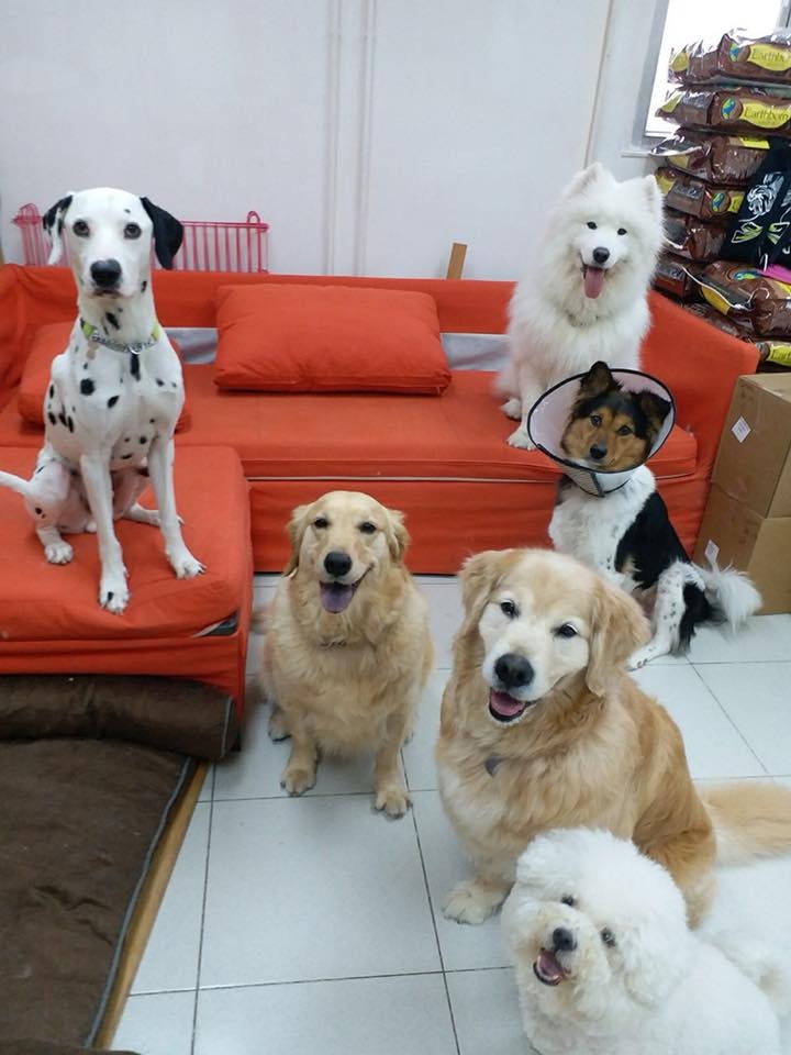 這間寵物美容店向來也會收留無家可歸的流浪動物。(受訪者提供) 這間寵物美容店向來也會收留無家可歸的流浪動物。(受訪者提供)