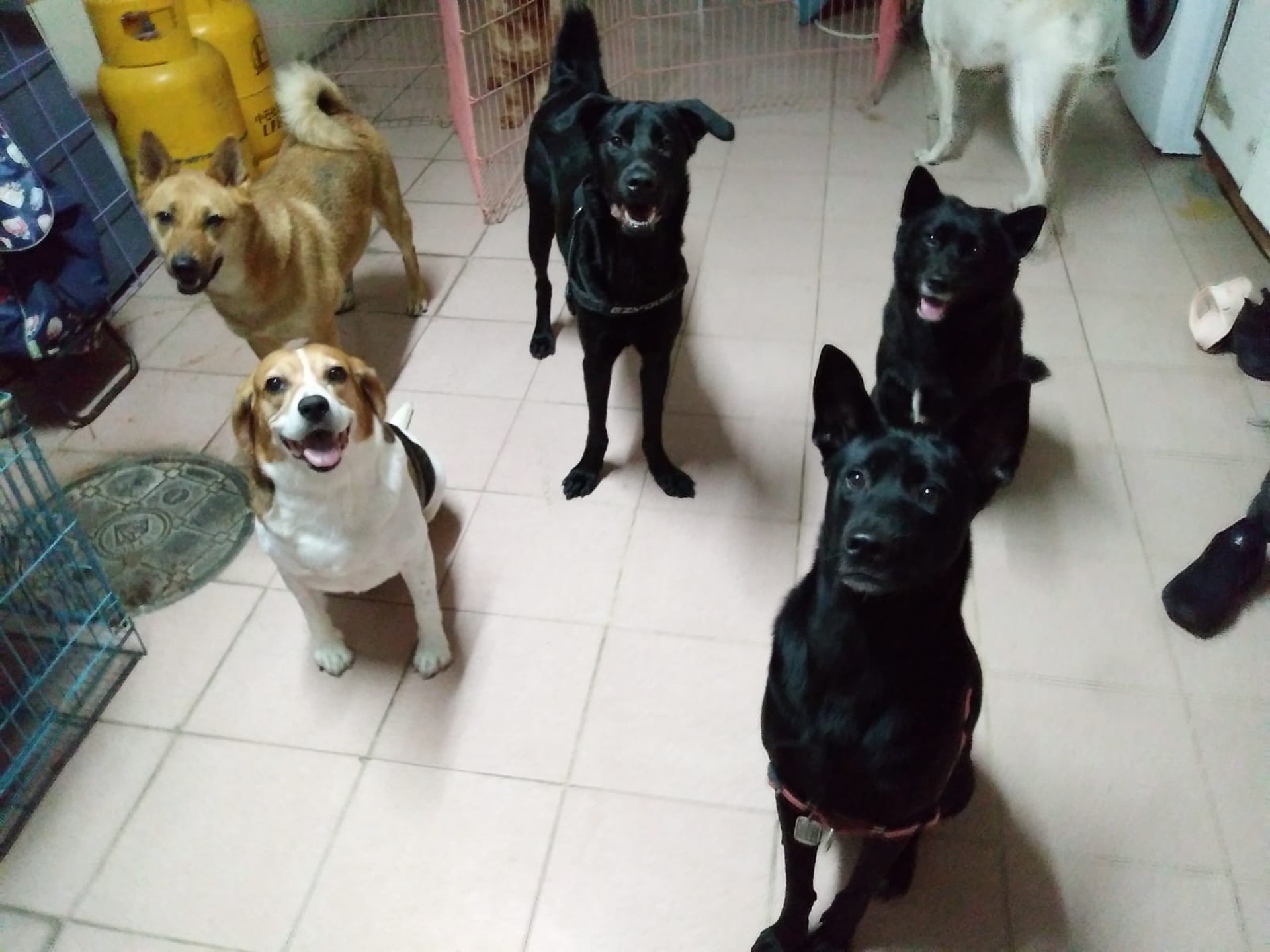 這家民宿接收了10多隻浪浪後已接近爆滿。(受訪者提供) 這家民宿接收了10多隻浪浪後已接近爆滿。(受訪者提供)