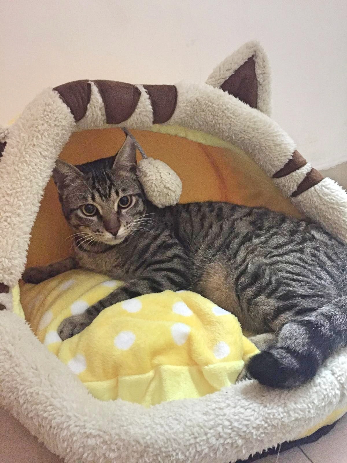 雄性貓貓「小虎」於天水圍天恆邨附近走失。(受訪者提供) 雄性貓貓「小虎」於天水圍天恆邨附近走失。(受訪者提供)