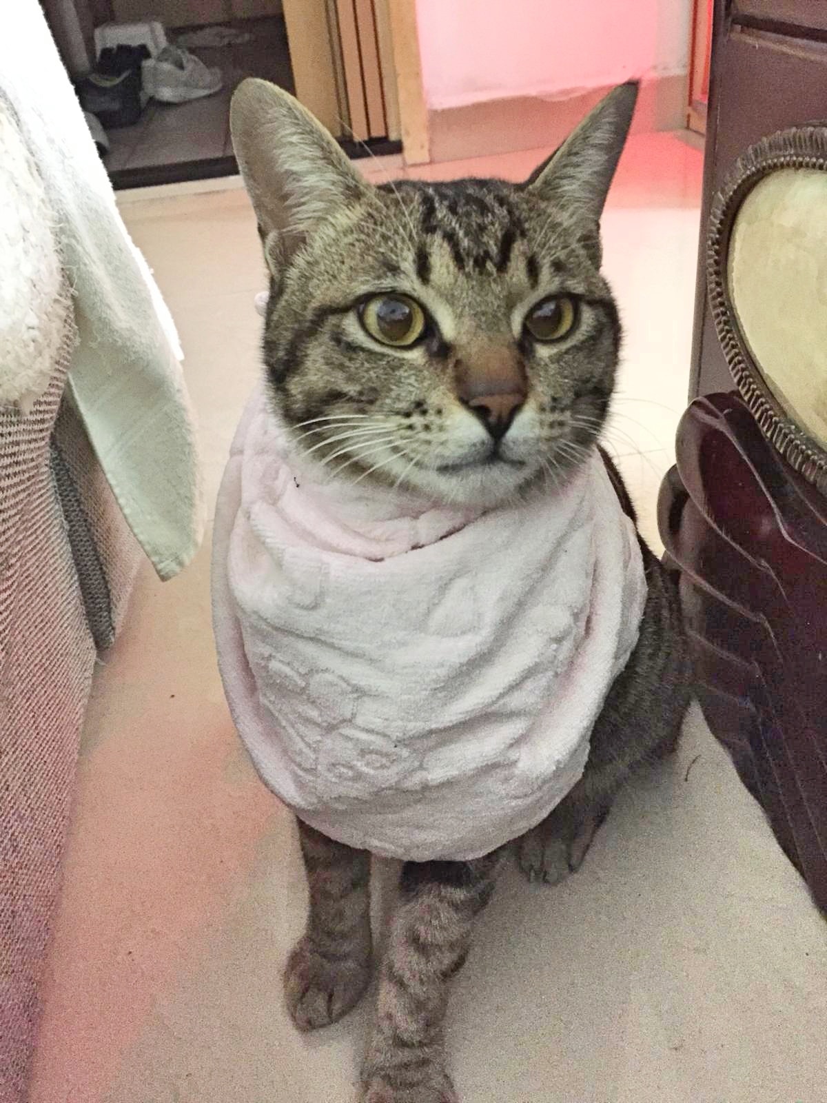 自「小虎」走失後,范小姐每天都深感自責。(受訪者提供) 自「小虎」走失後,范小姐每天都深感自責。(受訪者提供)