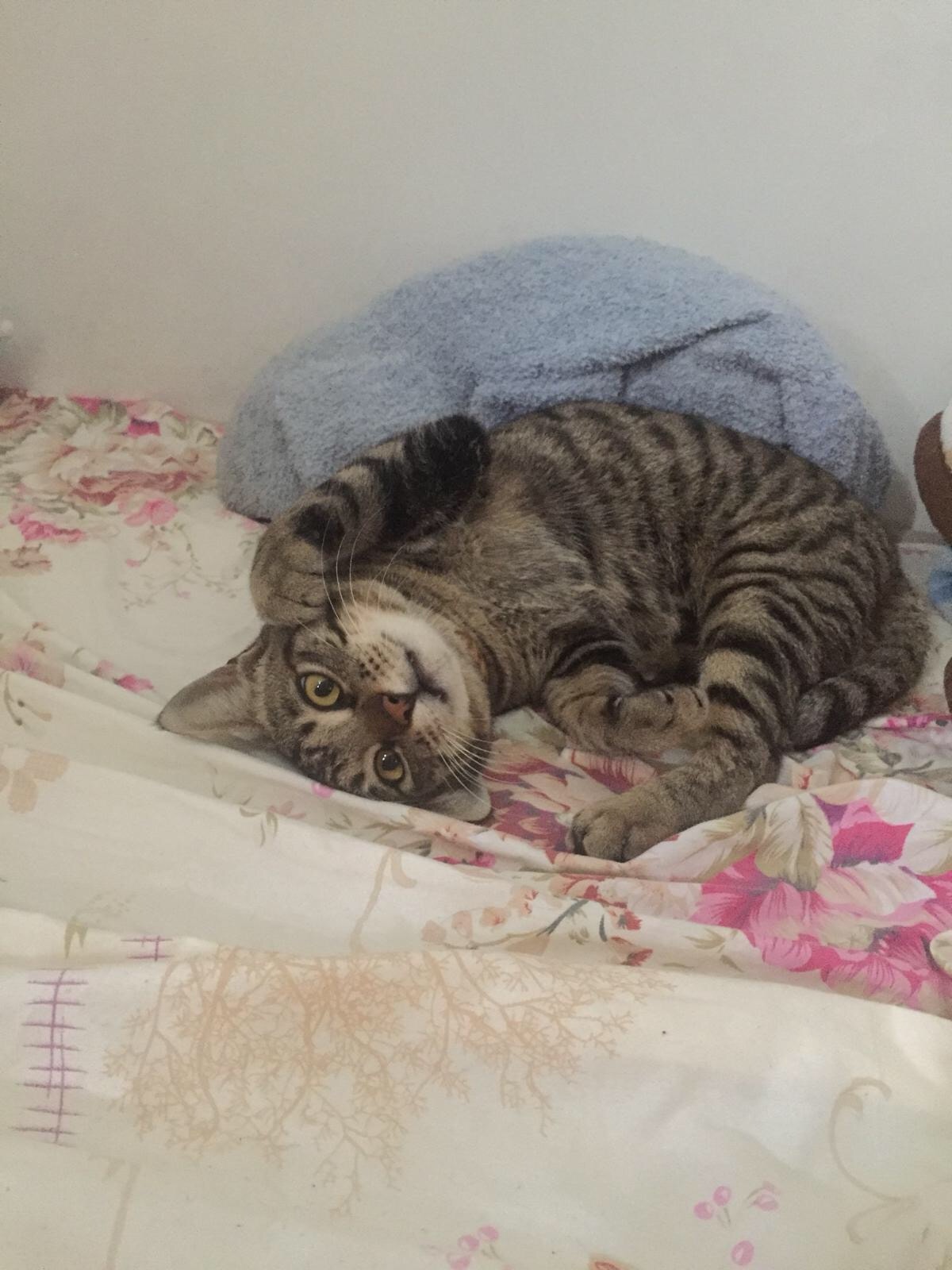 范小姐及雷小姐曾資助女大生帶貓貓注射疫苗及免費贈送貓糧予她。(受訪者提供) 范小姐及雷小姐曾資助女大生帶貓貓注射疫苗及免費贈送貓糧予她。(受訪者提供)