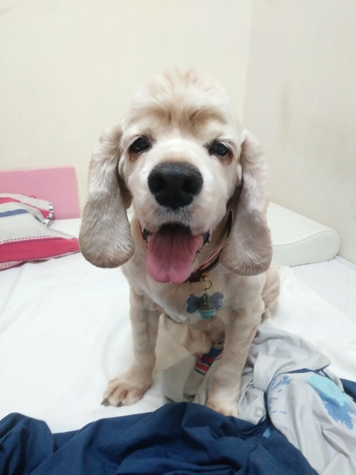 該民宿以往接待狗狗入住的照片。(受訪者提供) 該民宿以往接待狗狗入住的照片。(受訪者提供)