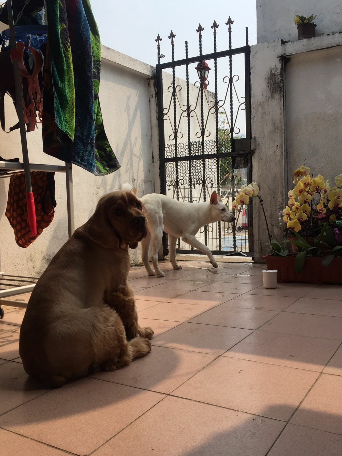 該民宿以往接待狗狗入住的照片。(受訪者提供) 該民宿以往接待狗狗入住的照片。(受訪者提供)