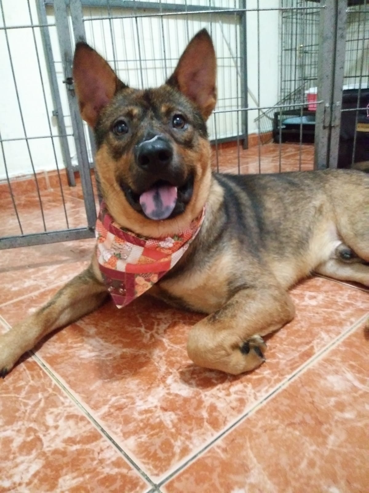 該民宿以往接待狗狗入住的照片。(受訪者提供) 該民宿以往接待狗狗入住的照片。(受訪者提供)