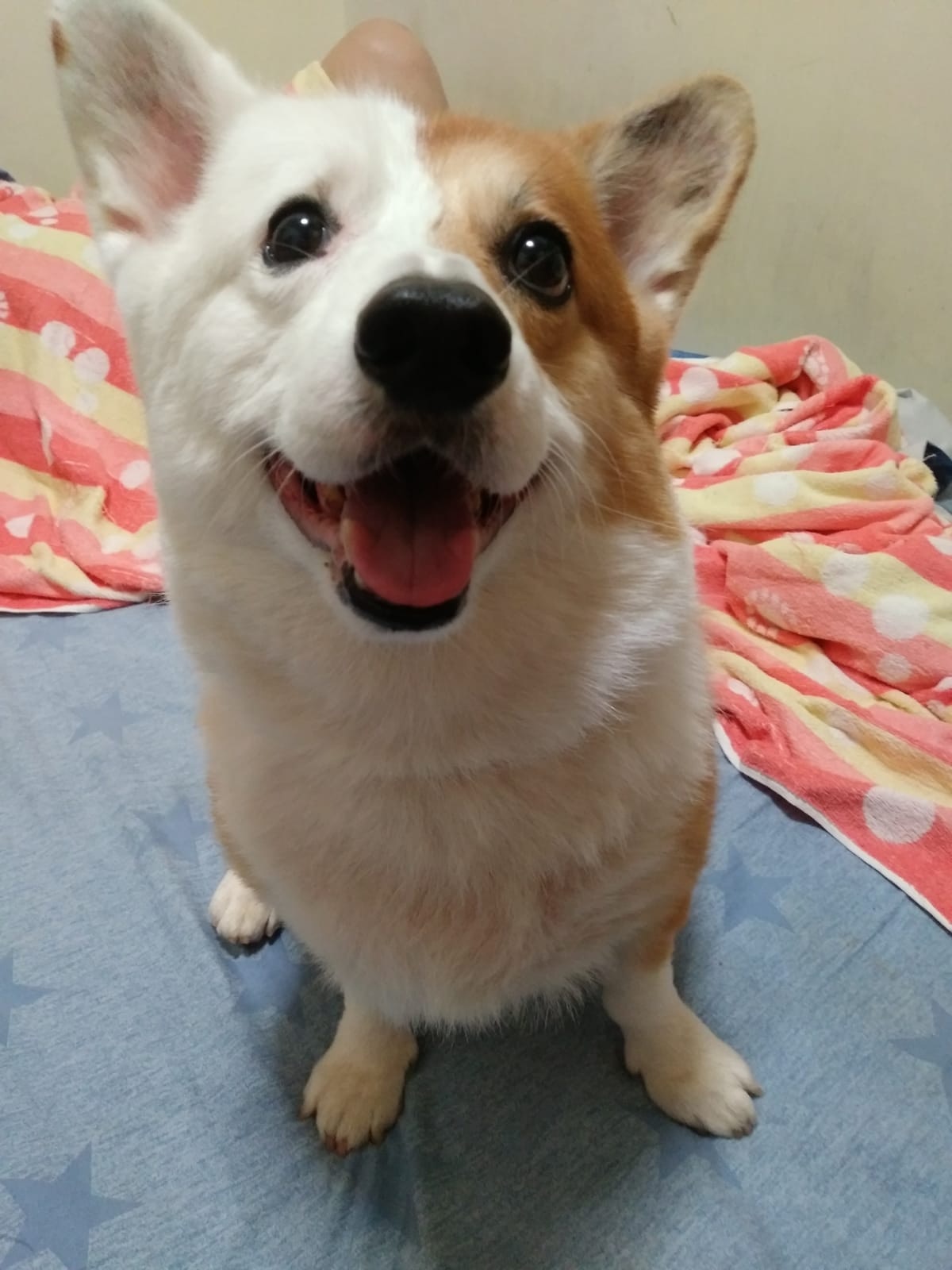 該民宿以往接待狗狗入住的照片。(受訪者提供) 該民宿以往接待狗狗入住的照片。(受訪者提供)