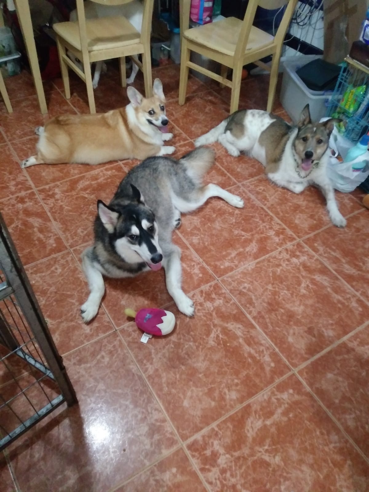 該民宿以往接待狗狗入住的照片。(受訪者提供) 該民宿以往接待狗狗入住的照片。(受訪者提供)