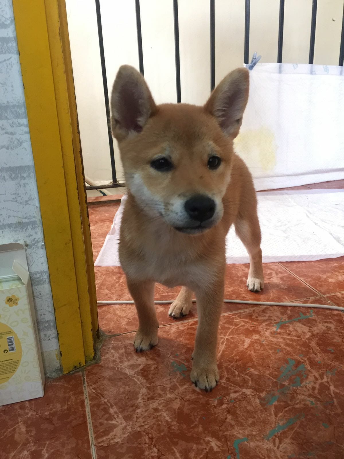 該民宿以往接待狗狗入住的照片。(受訪者提供) 該民宿以往接待狗狗入住的照片。(受訪者提供)