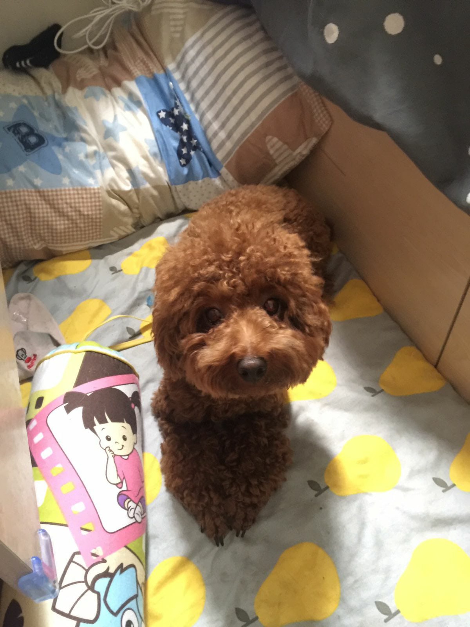 該民宿以往接待狗狗入住的照片。(受訪者提供) 該民宿以往接待狗狗入住的照片。(受訪者提供)