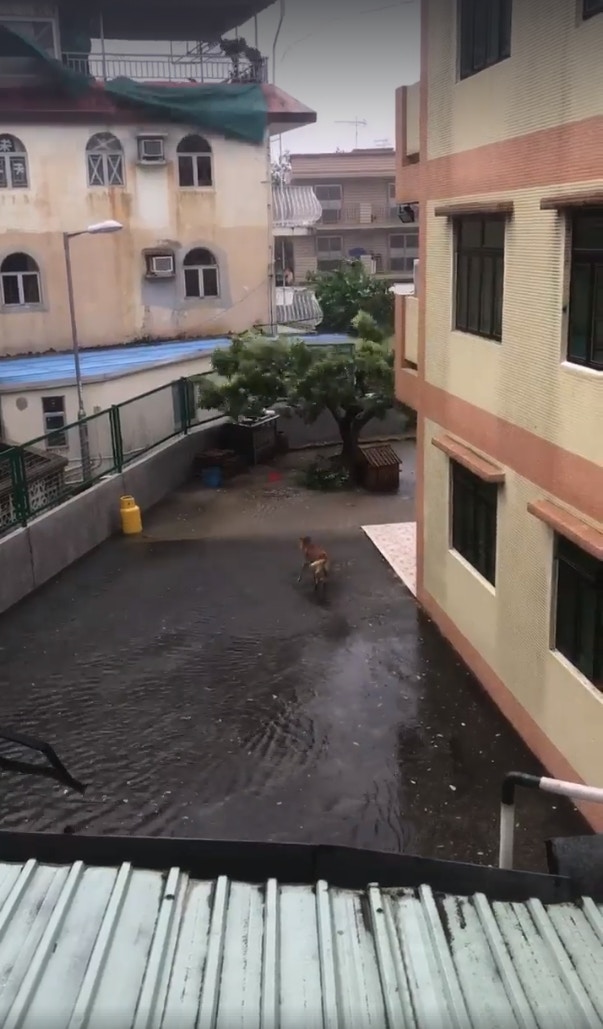 有網民拍到小狗在元朗村屋外冒雨徘徊,以為狗主不讓小狗入屋,其後經了解後,相信小狗好奇自行走出屋外。 (fb專頁「盡在元朗」影片截圖) 有網民拍到小狗在元朗村屋外冒雨徘徊,以為狗主不讓小狗入屋,其後經了解後,相信小狗好奇自行走出屋外。 (fb專頁「盡在元朗」影片截圖)